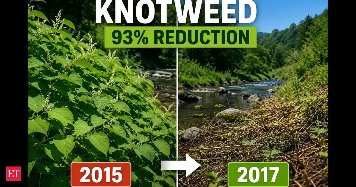 In 2015, California EPMT discovered Japanese knotweed along Lagunitas Creek. 2 years later, treatment cut knotweed by 93% on National Park Service land, a major gain now