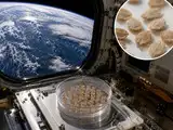 In 1990, NASA recovered tomato seeds after nearly 6 years on LDEF; classroom tests found space seeds germinated at 73.8% versus 70.3% for Earth controls