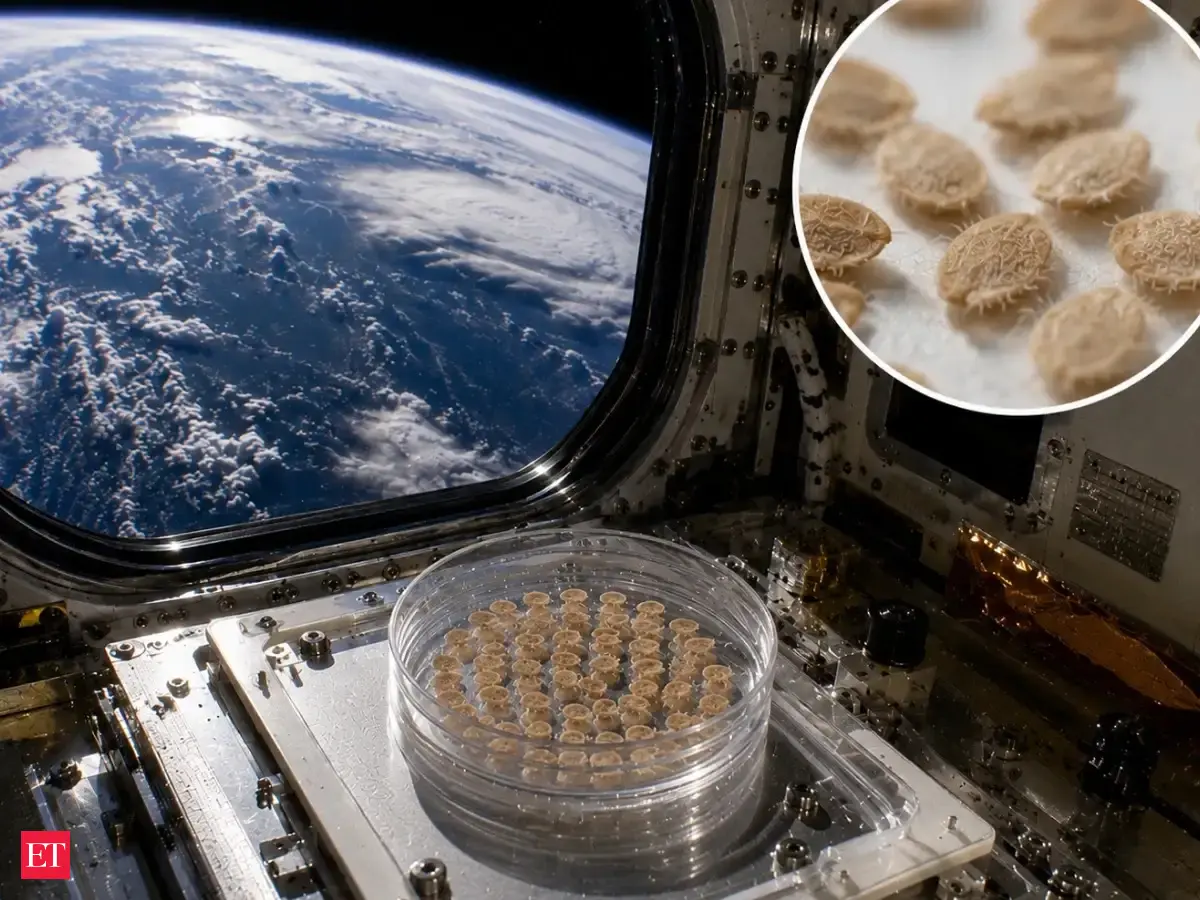 In 1990, NASA recovered tomato seeds after nearly 6 years on LDEF; classroom tests found space seeds germinated at 73.8% versus 70.3% for Earth controls