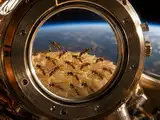 In 1967, Biosatellite II irradiated parasitic wasps for 2 days in orbit; females later laid as many eggs as controls, and hatchability remained excellent