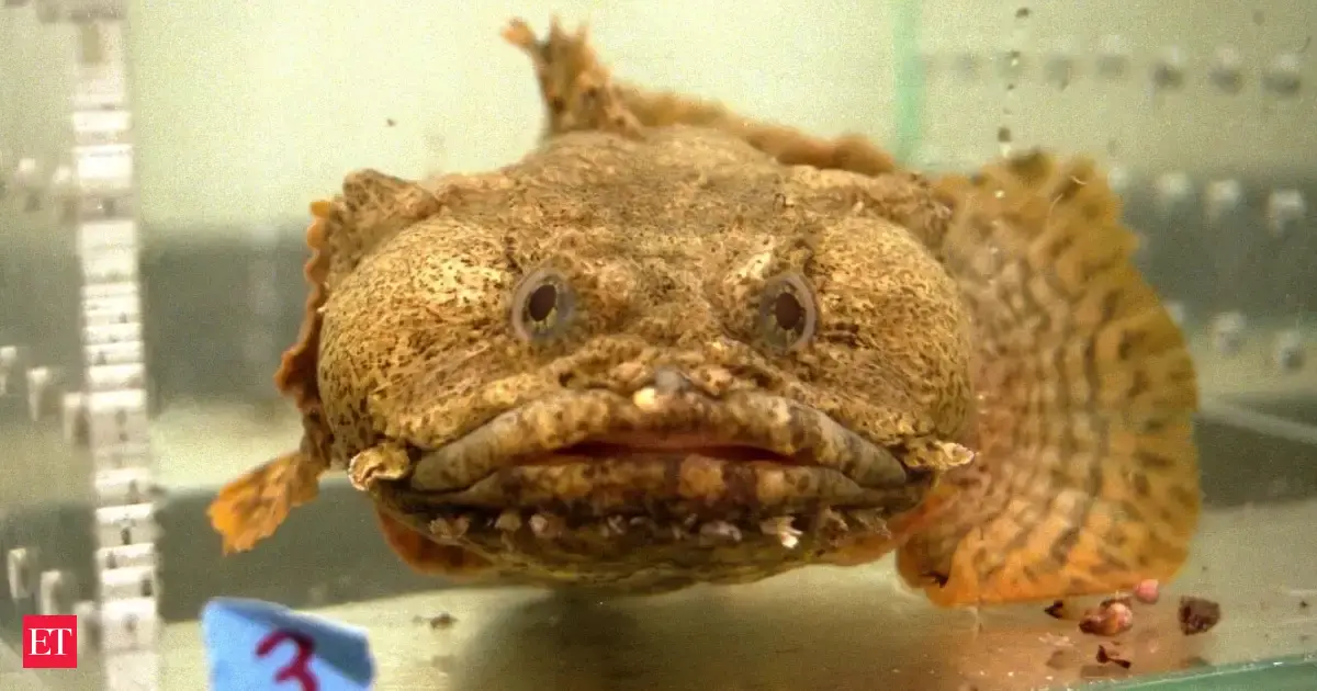 In 1998, NASA sent oyster toadfish into space on Space Shuttle Columbia; over 16 days in orbit, researchers studied how their balance systems adapted to microgravity