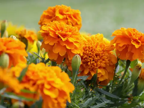 Marigold