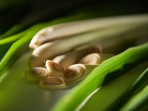  Lemongrass