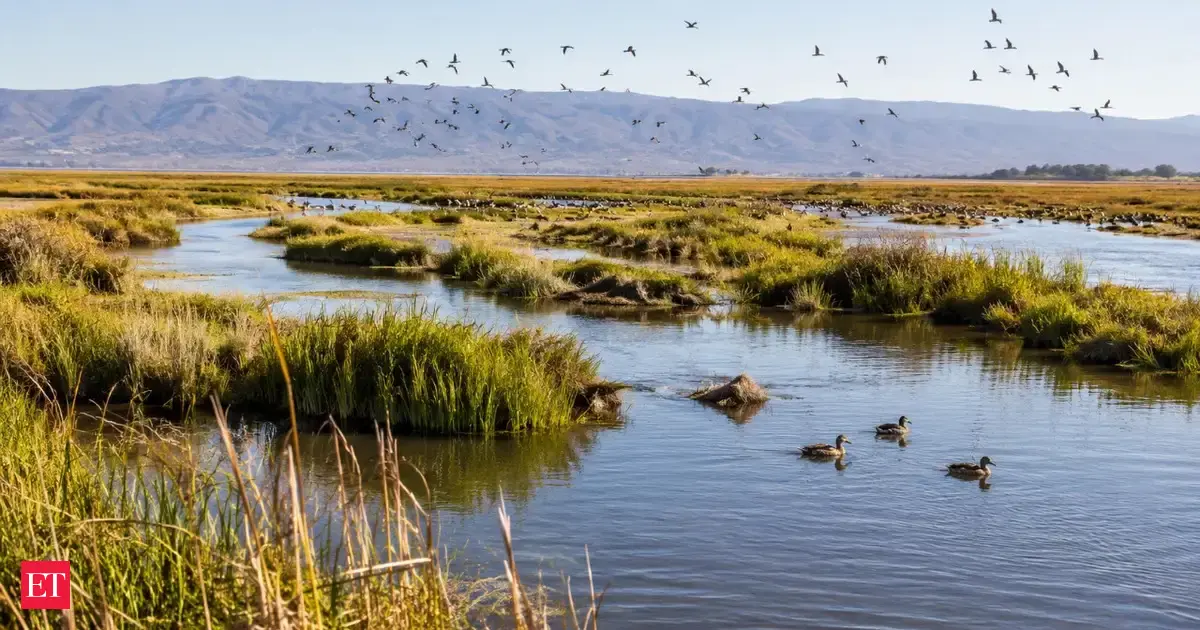 In 2015, Cullinan Ranch crews breached levees, bringing tidal flows back to 1,200 acres. 11 years later, migratory birds and fish now use the restored Napa River habitat in California