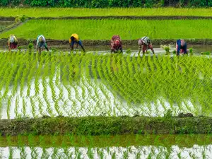Govt sets paddy procurement target at 708.64 lakh tons in KMS 2026-27 ...