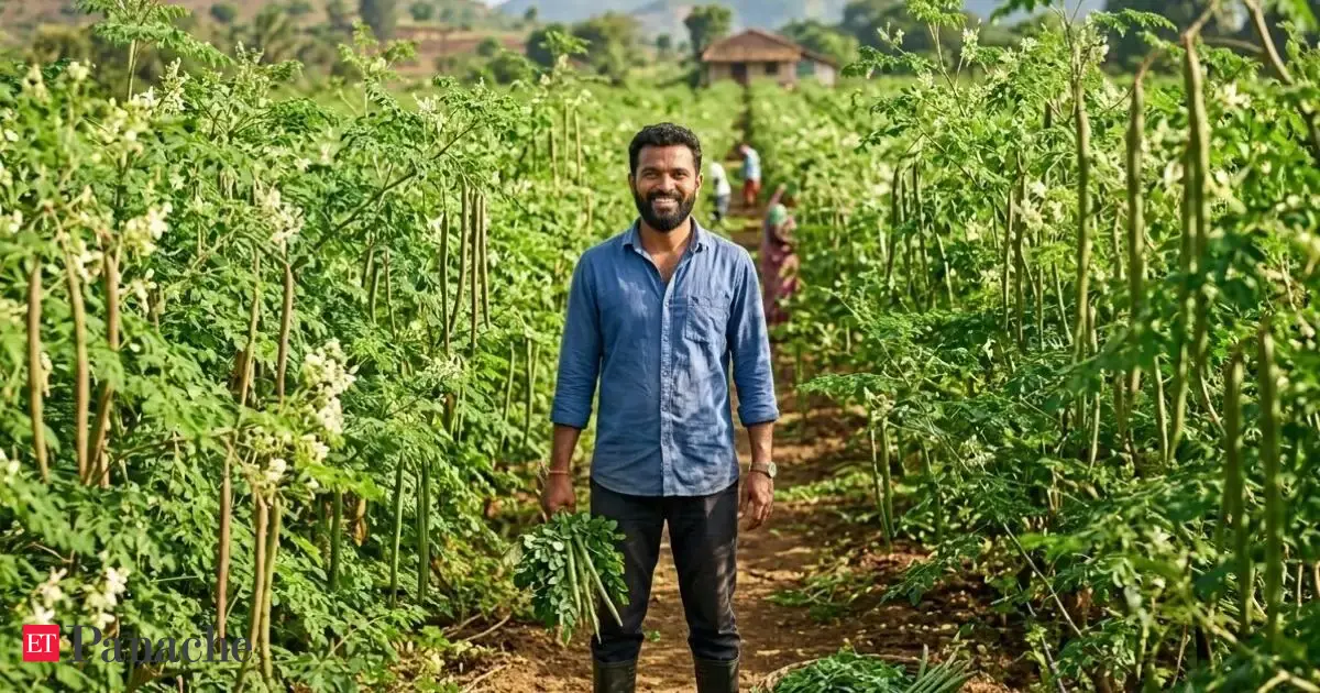 5 Acre Farm Rs 30 Lakh Profit Maharashtra Engineer Quits Us Mnc Job To Grow Organic Moringa My Work Was Good But I Enjoy