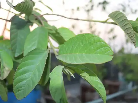  Guava Leaf Tea