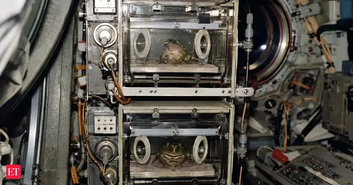 In 1970 Nasa Launched Two Bullfrogs Into Orbit To Measure Motion Sickness Over 6 Days The Animals Provided 139 Hours Of 