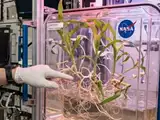 Nasa scientists grew corn seeds in space and found something strange: How microgravity confused roots & shoots that normally know exactly which way to grow