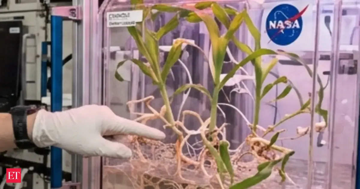 Photo: economictimes.indiatimes.com NASA Grows Corn in Space: Microgravity Changes Root and Shoot Growth