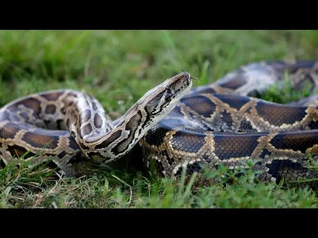 In 2024, Florida scientists found a surprising way to detect invasive snakes<br>