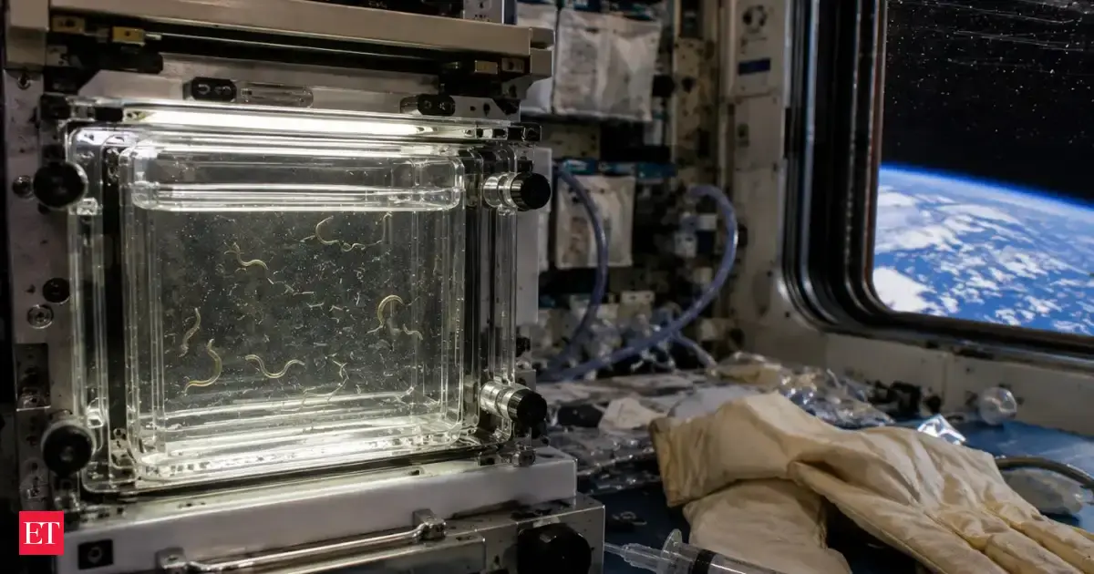 In 1992, NASA studied C. elegans worms exposed to space radiation on IML-1; the experiment reported higher mutation rates than in ground controls