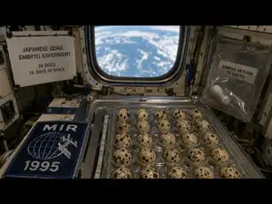 In 1995, NASA sent 30 fertilised Japanese quail eggs to the Mir space station for 16 days<br>
