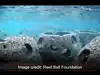 island green salad caribbean News and Updates from The Economic Times ...