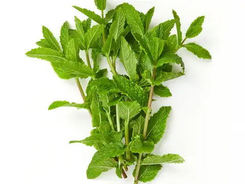 Choose a healthy mint stem