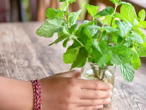 Plant pudina in a pot