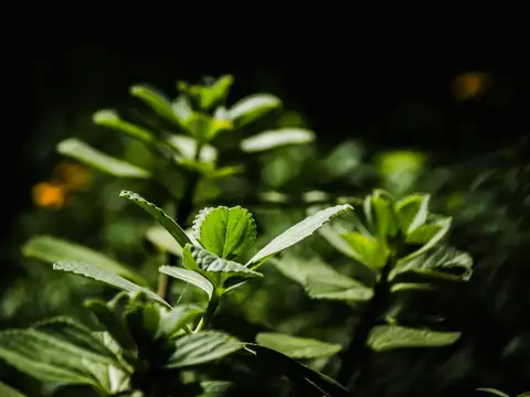 Feed and maintain the plant