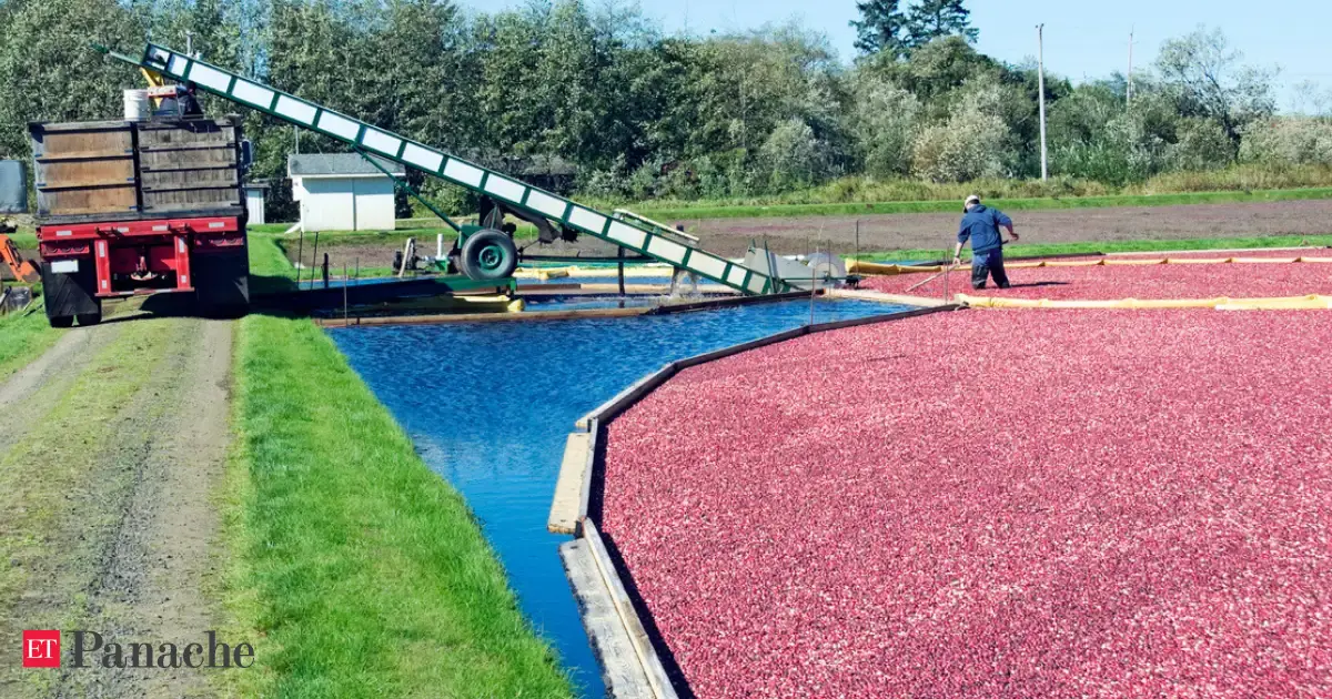 This cranberry farm in Massachusetts got converted to a wetland. Today, 20,000 native plants are restoring the ecosystem back