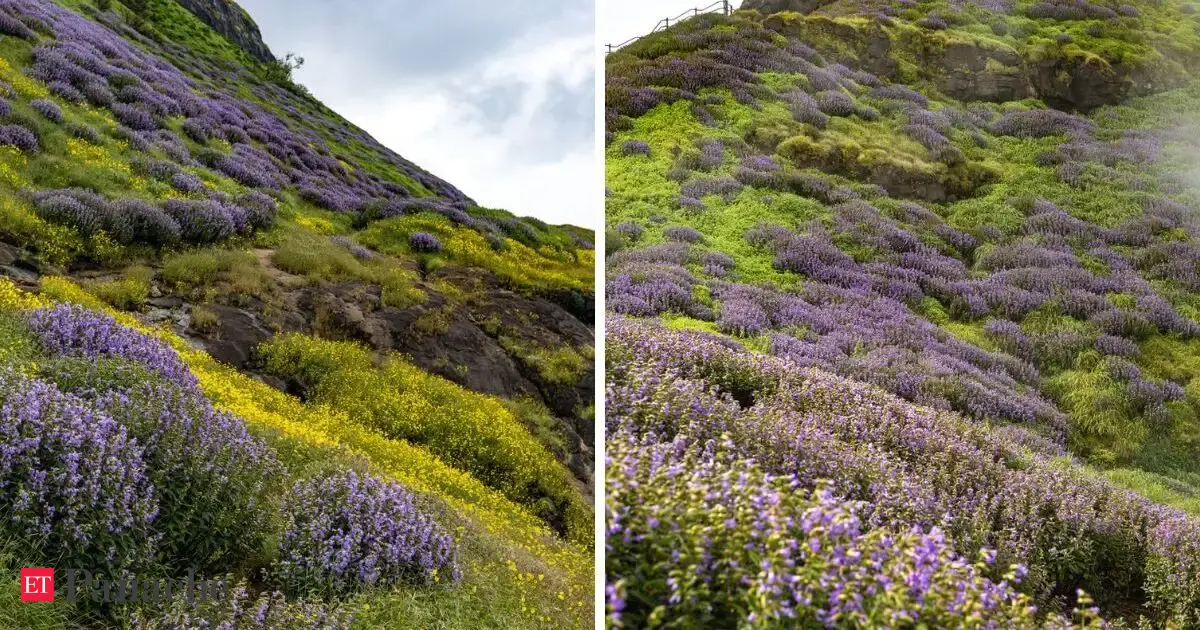 Just hours from Pune, Mumbai, hills turn purple and yellow only once in 8 years. The monsoon spectacle is back