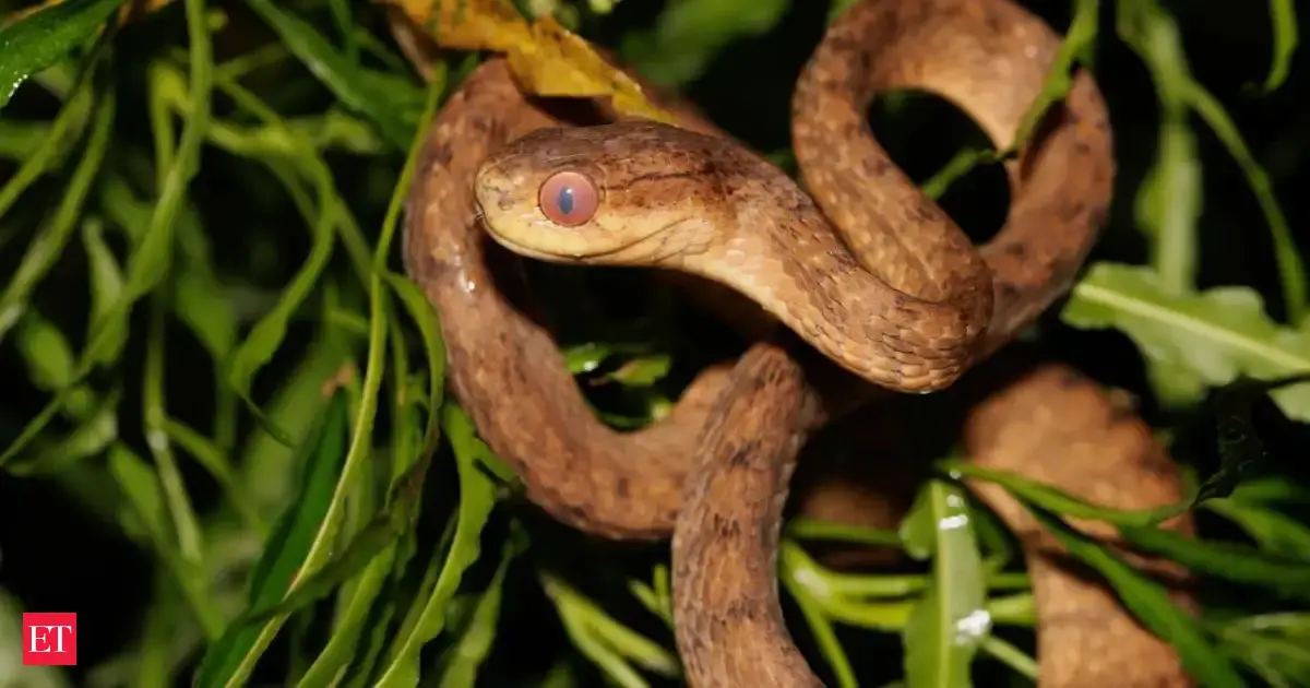 First detected in the 1950s, an invasive snake has multiplied to more than 2 million on a US territory, wiping out native birds and surprisingly causing another species to boom to levels 40 times high
