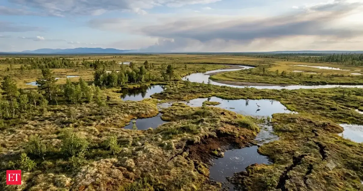 In the early Holocene, West Siberian peatlands started storing carbon. Today, 11,700 years later, the lowland holds 70 billion tonnes, but thawing puts the store at risk
