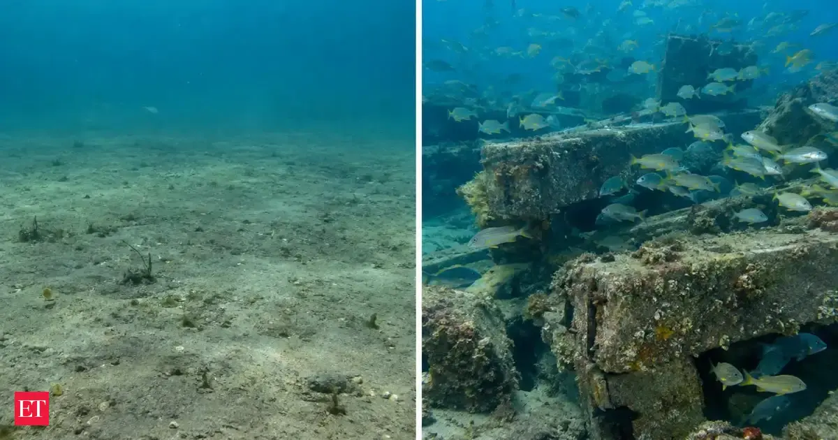 In 2016, Texas built RGV Reef from 477 piles of railroad ties and concrete across 1,650 acres off South Padre Island; sonar estimated 24.4 tons of fish biomass there