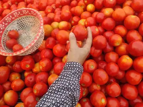 Boil The Drumstick With Tomatoes And Tamarind