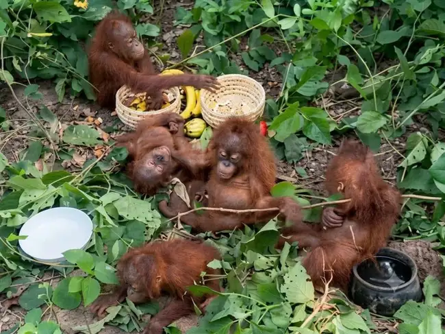 Orangutans found in Balasore Odisha