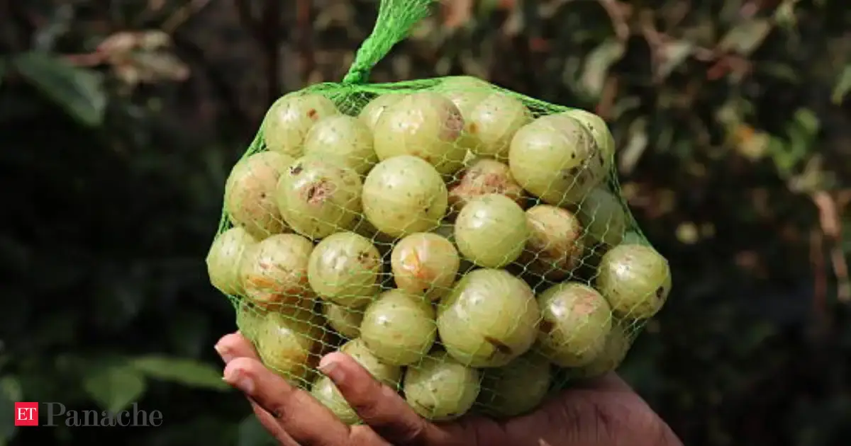 Merchant Navy professional quit his job to transform his gooseberry farm. His earnings boomed from Rs 45,000 to Rs 9 lakh per acre