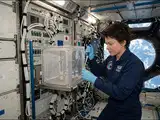 In 2015, fruit flies were sent to International Space Station to study how microgravity and the space environment affect the innate immune system