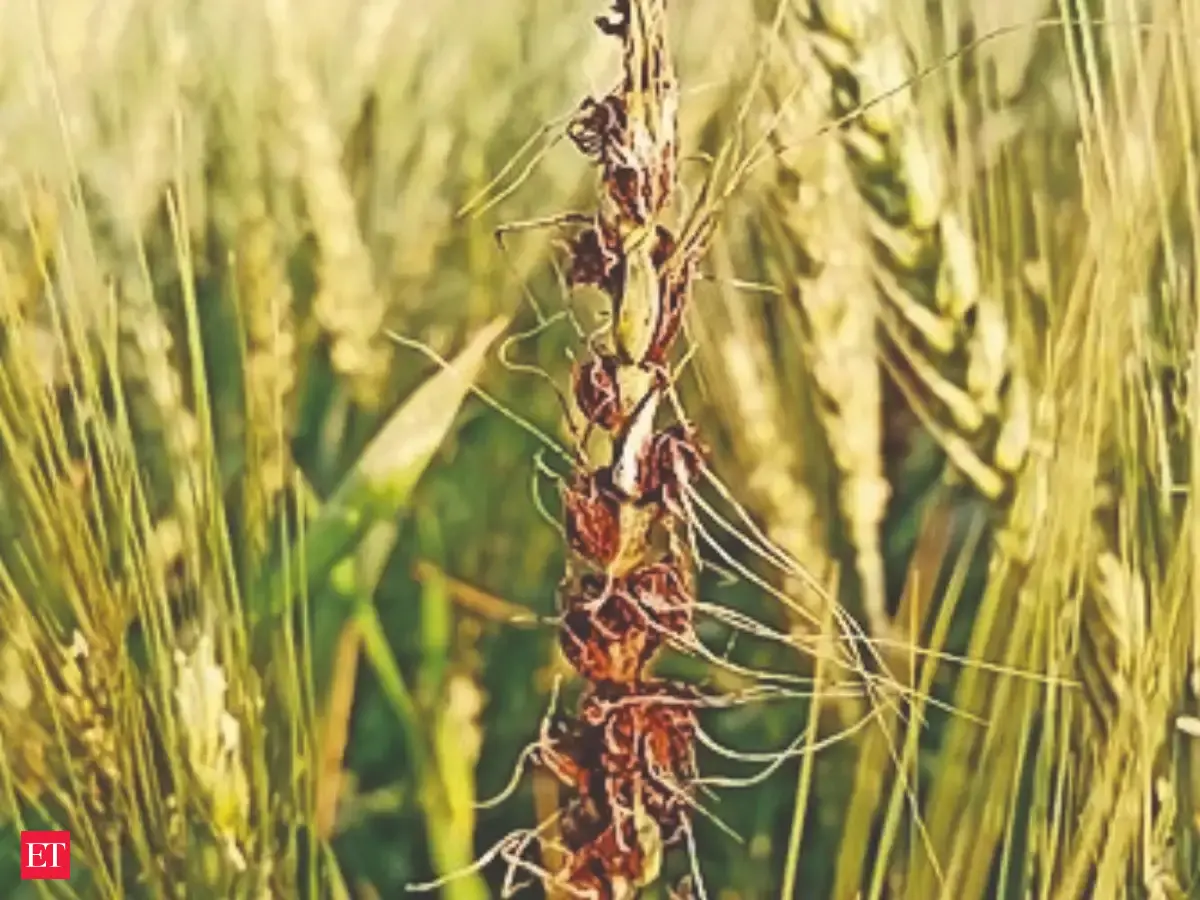 Deficient monsoon, weak September rainfall pose risks to rabi crops: Crisil