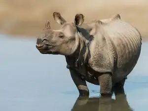 From zero to 54 rhinos: How Assam&rsquo;s former poachers became protectors and helped bring Greater One-horned Rhinos back to Manas National Park