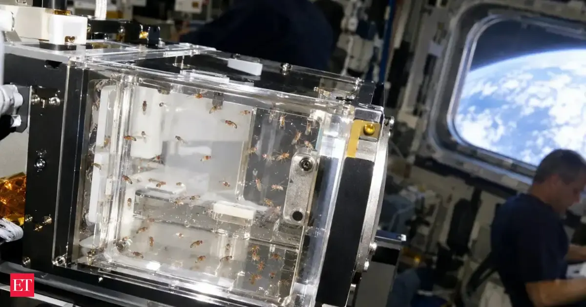 In 2006, NASA launched 75 fruit flies on STS-121 for 13 days; Discovery returned with about 3,000, including a new generation that developed in space