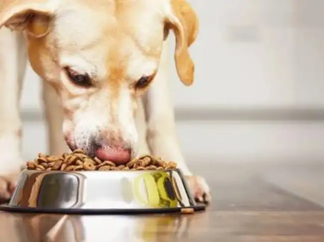 Foods That Are Surprisingly Dangerous for Pets