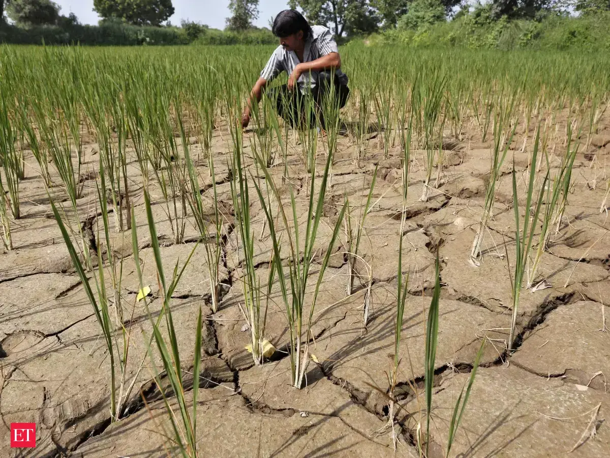 Monsoon deficit reaches 15%, threatens pulses and oilseeds across India