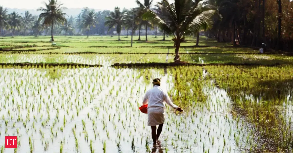 Farmer Noticed One Unusual Rice Plant Selected Its Seeds For Years And 