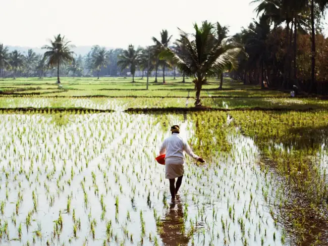 Farmer noticed one unusual rice plant, selected its seeds for years and ...