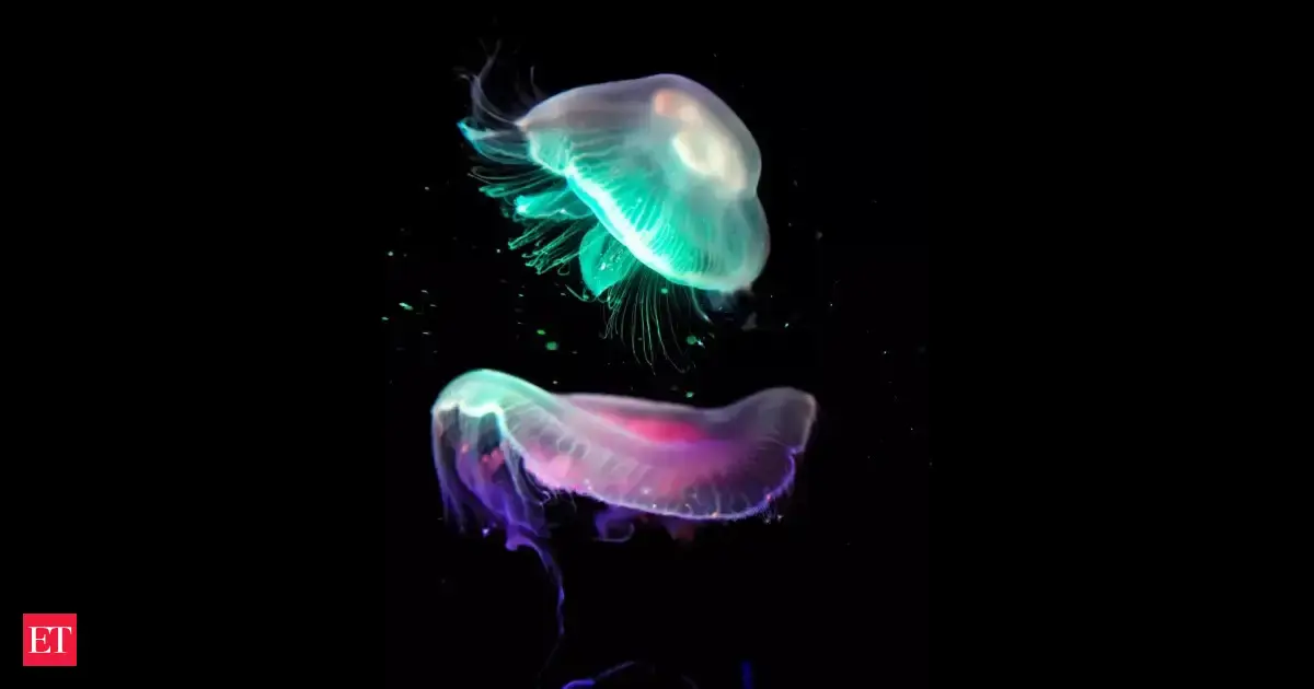 A 2024 review investigated the ‘immortal jellyfish’ and found that it can reverse its life cycle through cellular reprogramming, revealing clues to biological rejuvenation that may also carry cancer risks in humans