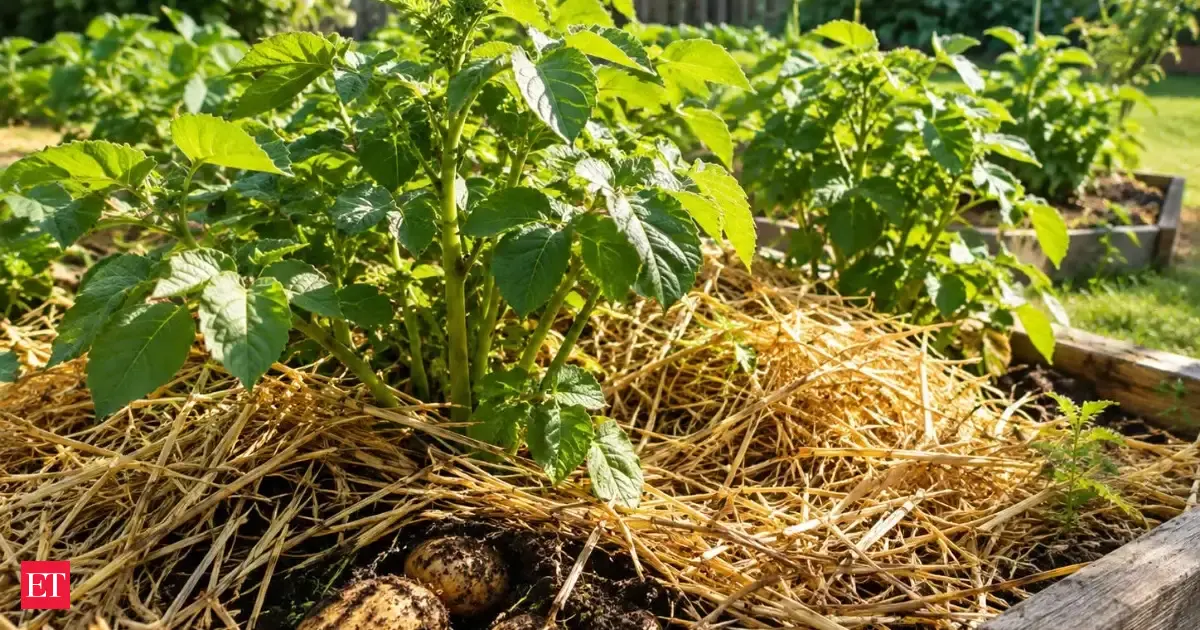 Grass keeps growing through your mulch? This simple trick can help