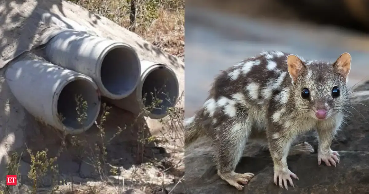 Australian researchers turned discarded mine pipes into artificial dens for an endangered marsupial; cameras caught northern quolls using them