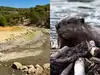 fish conservation efforts: Latest News & Videos, Photos about fish ...