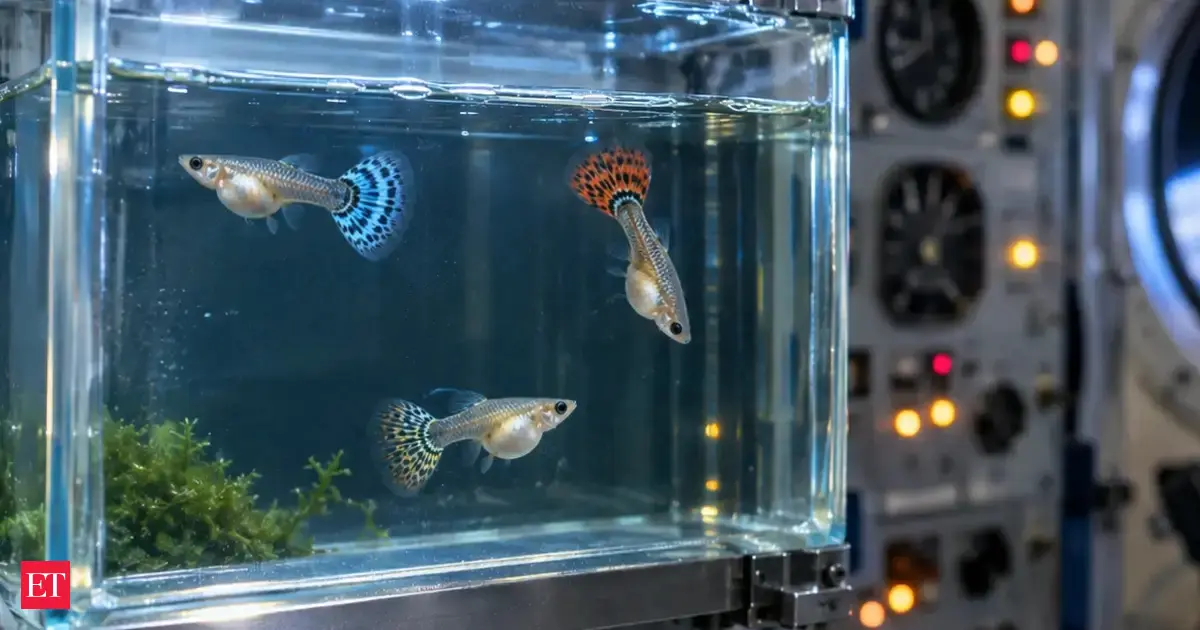 In 1983, three pregnant guppies flew on Cosmos 1514 for five days; one later gave birth to 25 healthy fry and produced six more healthy broods after returning to Earth