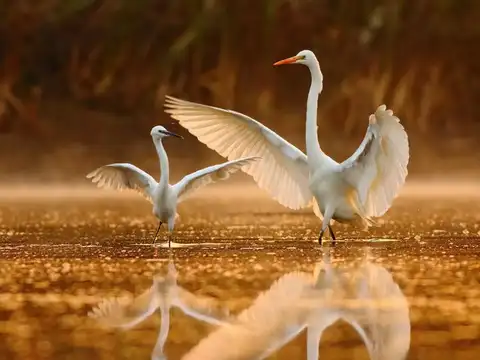  Bharatpur, Rajasthan