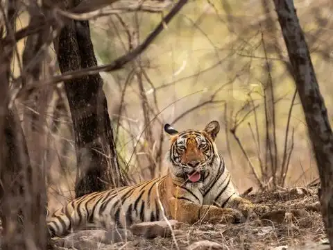 Sariska Tiger Reserve, Rajasthan