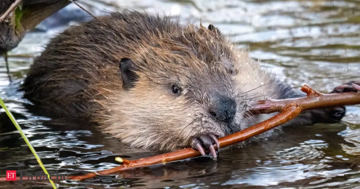 Beavers return to US Creek after 19 years. Starts cutting down aspen trees beside a man-made dam. Here's why