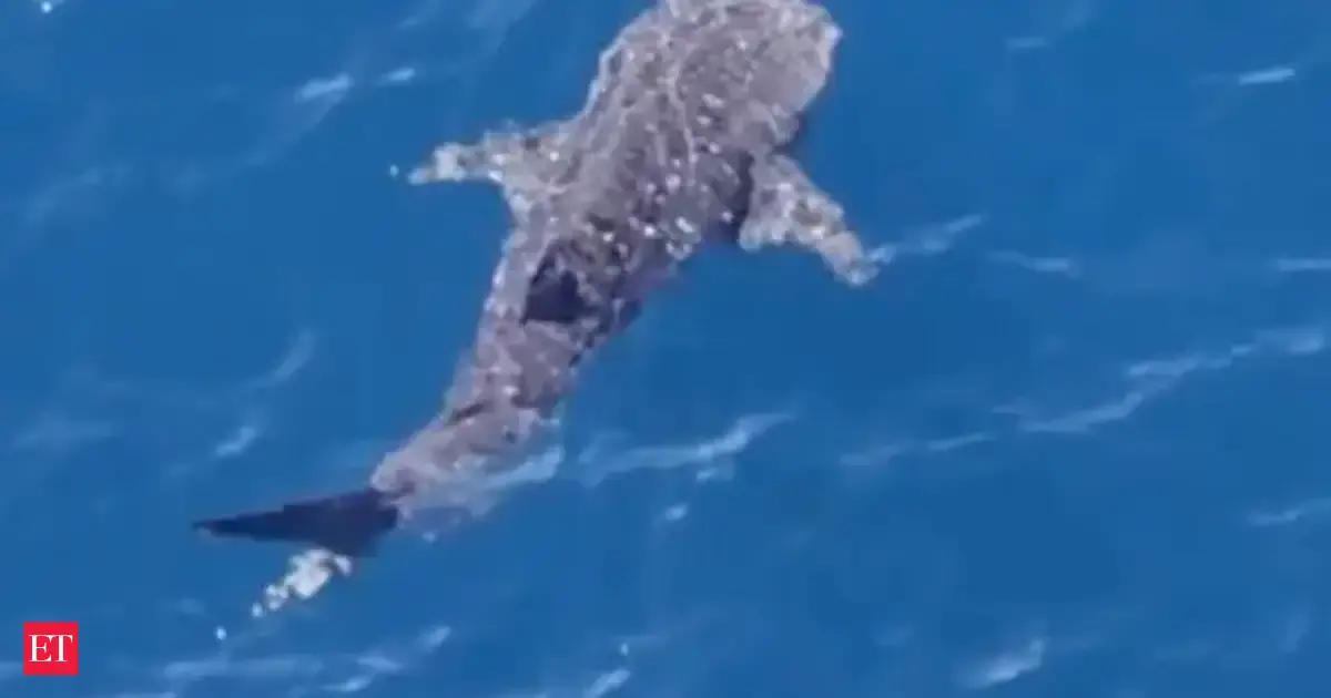 Watch: Massive endangered whale shark spotted swimming off Malibu along California coastline