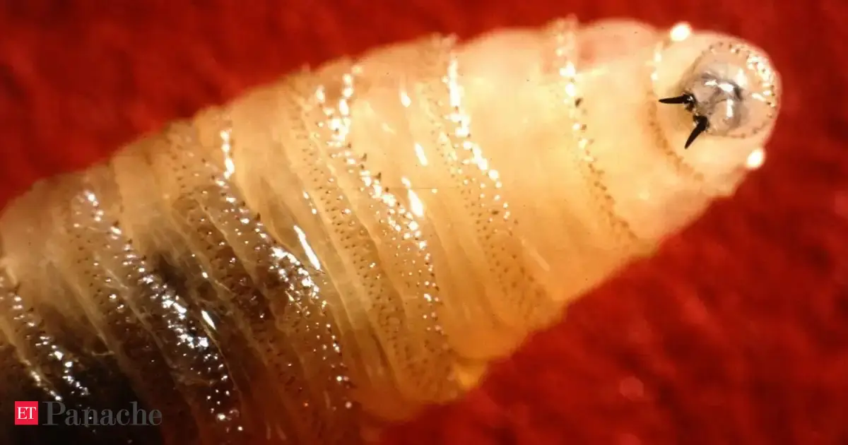 The US eradicated this flesh-eating parasite decades ago. Now it is detected in Texas and New Mexico