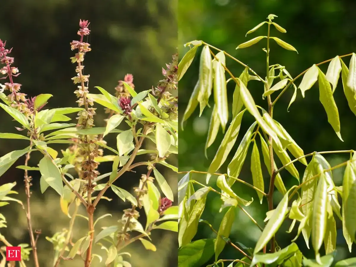 What is the difference between a herb and a shrub?