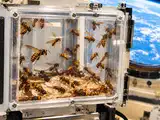 In 1992, scientists sent 230 hornets into space to see if they could build a nest without gravity; after 8 days, they returned without building one