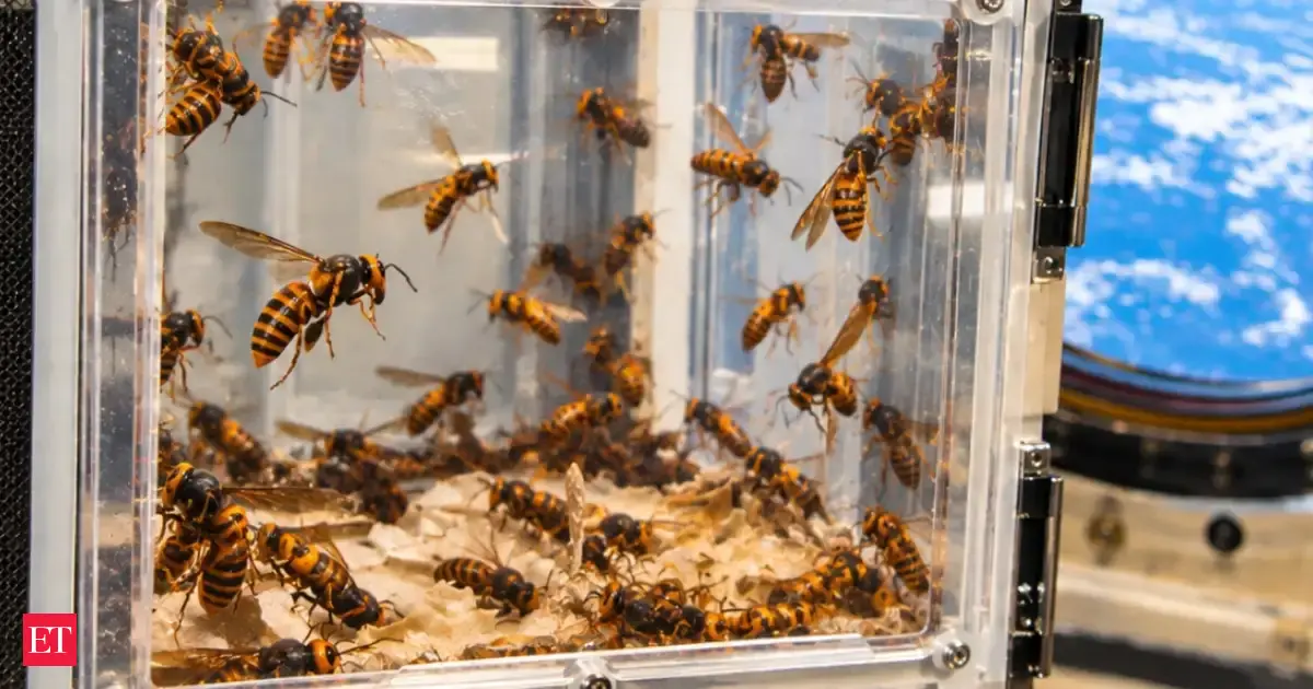 In 1992, scientists sent 230 hornets into space to see if they could build a nest without gravity; after 8 days, they returned without building one